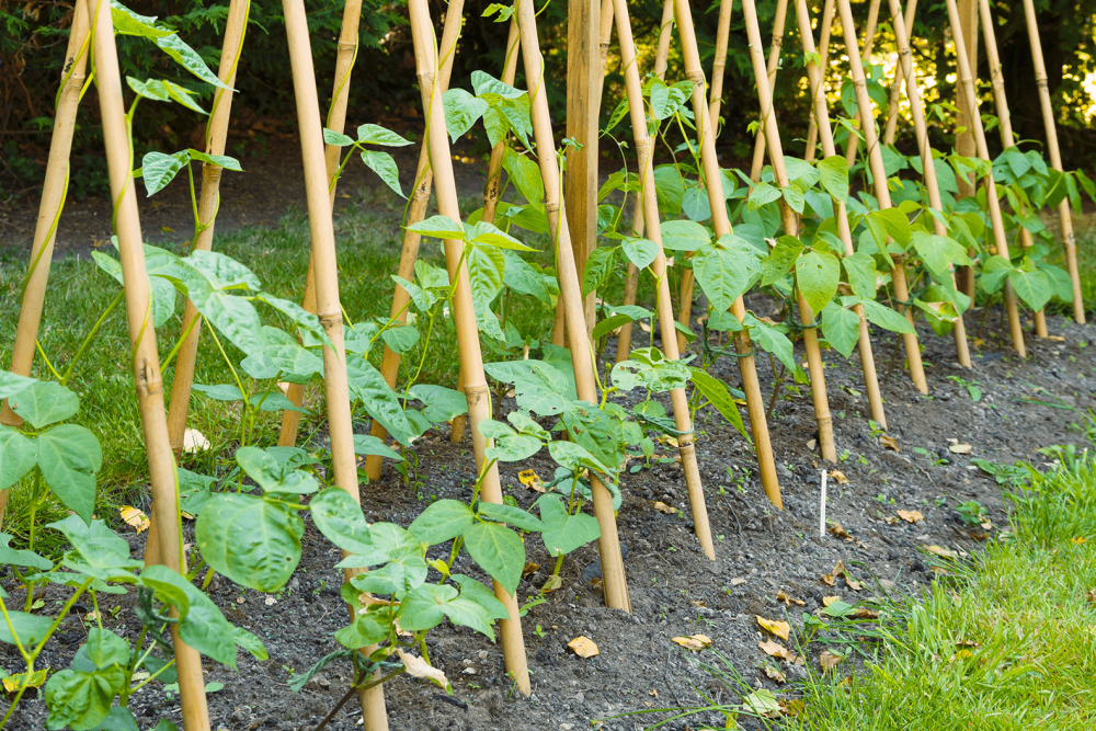 How to grow runner beans Patch Plants